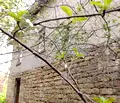 Снимка 5 — Къща в Търговище, с. Долец
