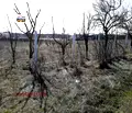 Снимка 5 — Парцел в Добрич, Балчик