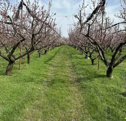 Photo 5 — Agricultural Land in Oblast Silistra, Zafirovo