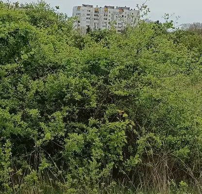 Photo 3 — Plot in Shumen, Pod Manastira
