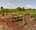 Снимка 2 — Парцел в Бургас, с. Равда
