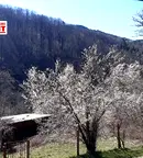 Къща в Габрово, Плачковци