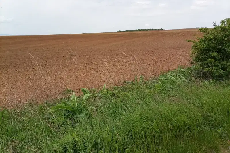 Plot in Voinegovci
