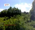 Снимка 5 — Парцел в София, Драгалевци