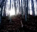 Снимка 4 — Парцел в Габрово, с. Кметовци