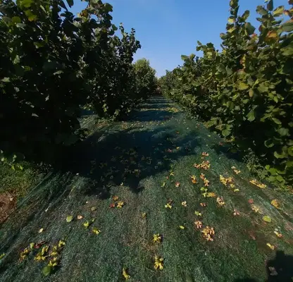 Photo 2 — Plot in Oblast Pleven, Obnova