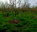 Снимка 3 — Парцел в Плевен, с. Обнова
