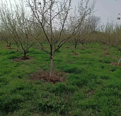 Photo 3 — Plot in Oblast Pleven, Obnova