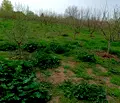 Снимка 4 — Парцел в Плевен, с. Обнова