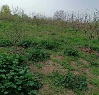 Photo 4 — Plot in Oblast Pleven, Obnova