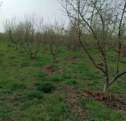 Photo 5 — Plot in Pleven, Obnova
