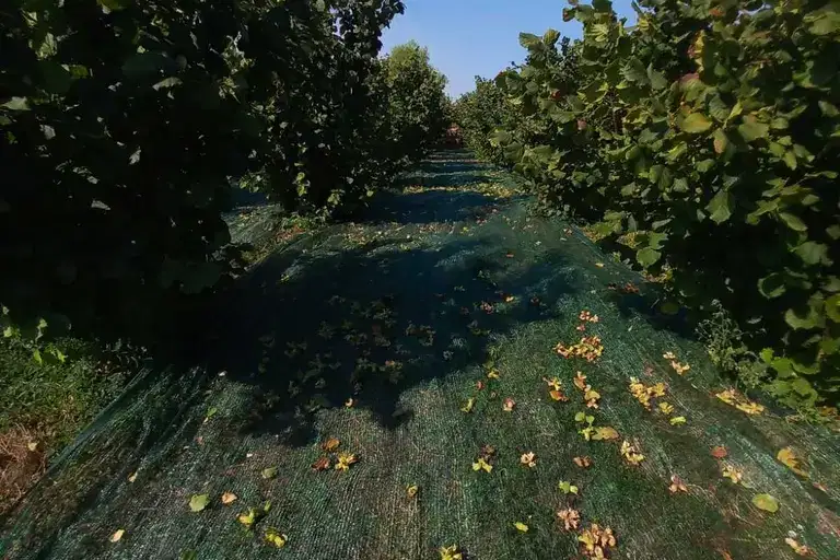 Plot in Oblast Pleven, Obnova