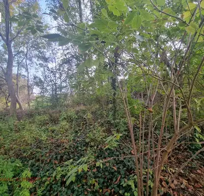 Photo 3 — Plot in Oblast Shumen, Lozevo