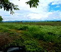 Снимка 3 — Парцел в Стара Загора, с. Малко Кадиево