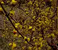 Снимка 3 — Къща в Плевен, с. Вълчитрън