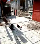 Къща в Плевен, с. Вълчитрън