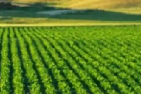 Agricultural Land in Oblast Haskovo, Cherepovo