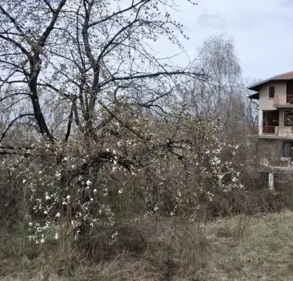 Photo 3 — Plot in Lozen