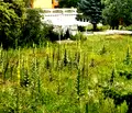 Снимка 3 — Парцел в Перник, Изток