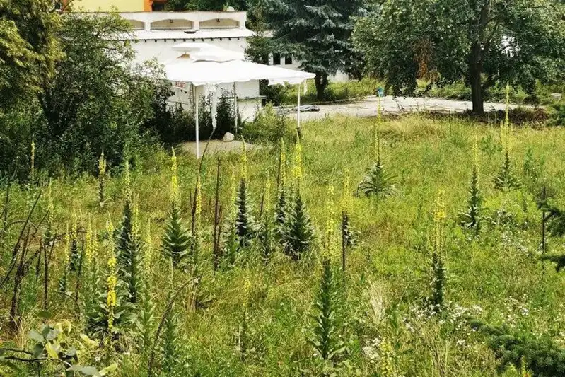 Plot in Pernik, Iztok