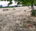 Снимка 3 — Парцел в Стара Загора, с. Братя Кунчеви