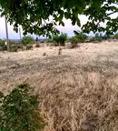 Парцел в Стара Загора, с. Братя Кунчеви