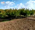 Снимка 2 — Парцел в Стара Загора, с. Българене