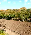 Парцел в Стара Загора, с. Българене