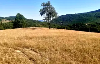Парцел във Велико Търново, Елена