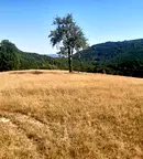 Парцел във Велико Търново, Елена