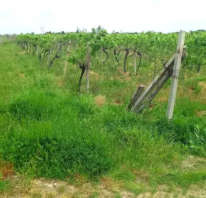 Photo 3 — Agricultural Land in Oblast Varna, Byala