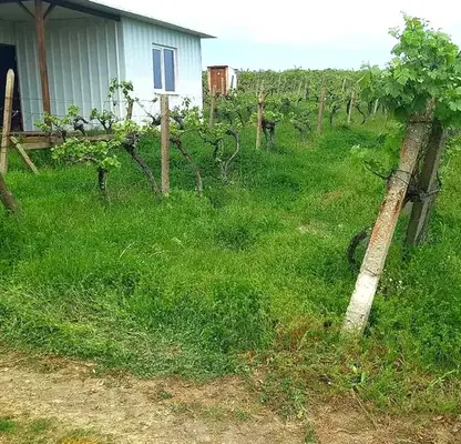Photo 4 — Agricultural Land in Oblast Varna, Byala