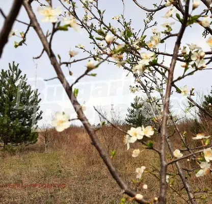 Photo 5 — Agricultural Land in Oblast Veliko Tyrnovo, Arbanasi
