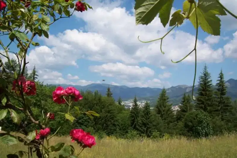 Agricultural Land in Oblast Smolyan, Smolyan