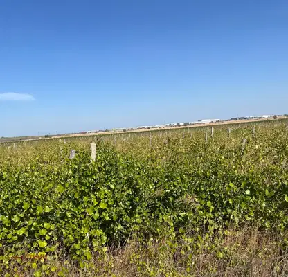 Photo 2 — Agricultural Land in Oblast Plovdiv, Kuklen
