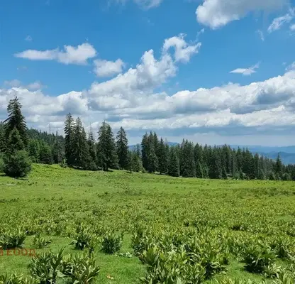 Photo 4 — Plot in Smolyan, Pamporovo