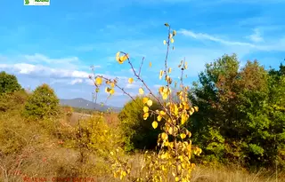 Парцел в Стара Загора, с. Борилово