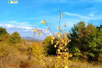 Парцел в Стара Загора, с. Борилово