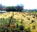Снимка 4 — Парцел в Добрич, с. Дуранкулак