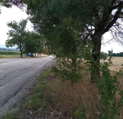 Photo 2 — Plot in Voinegovci