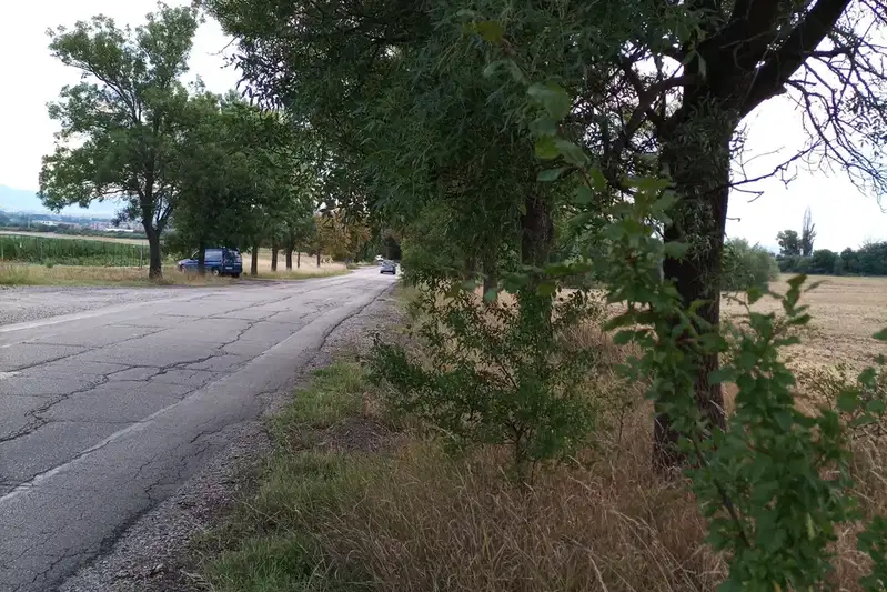 Plot in Voinegovci