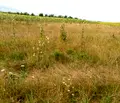 Снимка 2 — Парцел в с. Войнеговци