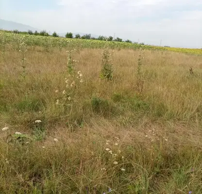 Photo 2 — Plot in Voinegovci
