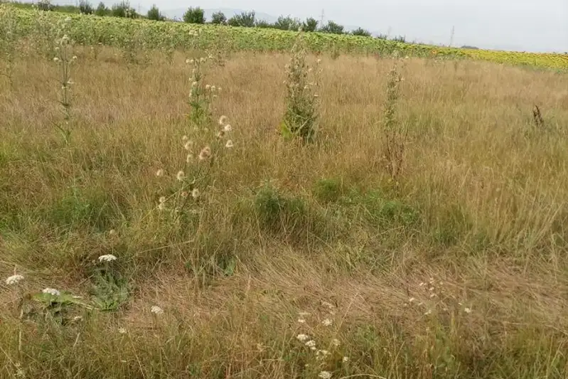 Plot in Voinegovci