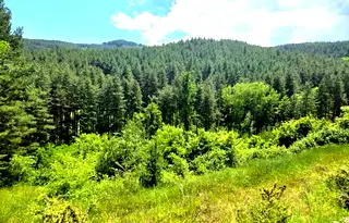 Парцел в Кюстендил, Колуша