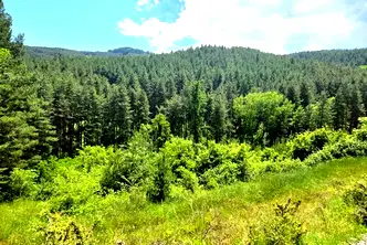 Парцел в Кюстендил, Колуша