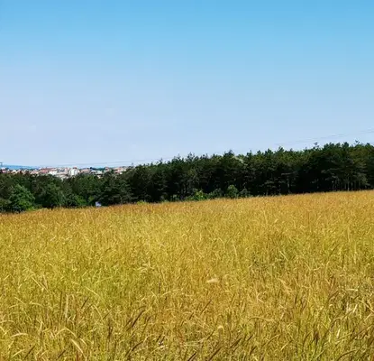 Photo 3 — Plot in Oblast Burgas, Carevo