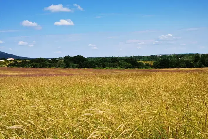 Plot in Oblast Burgas, Carevo
