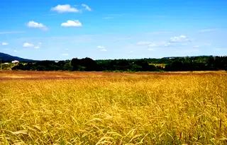 Парцел в Бургас, Царево