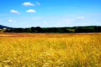 Парцел в Бургас, Царево